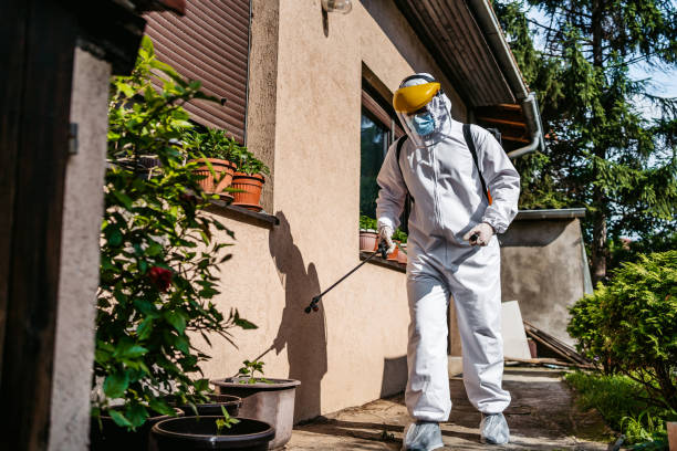Best Local Pest Control Services  in Elmwood, LA
