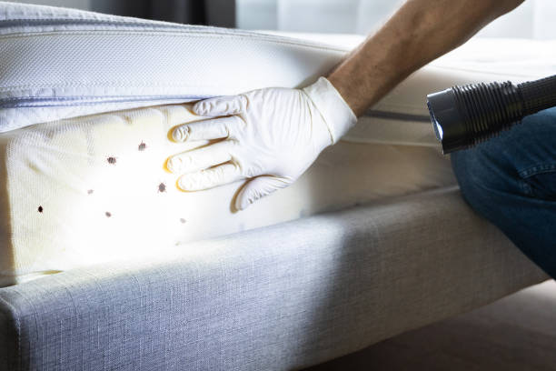 Best Wasp Removal Services  in Elmwood, LA