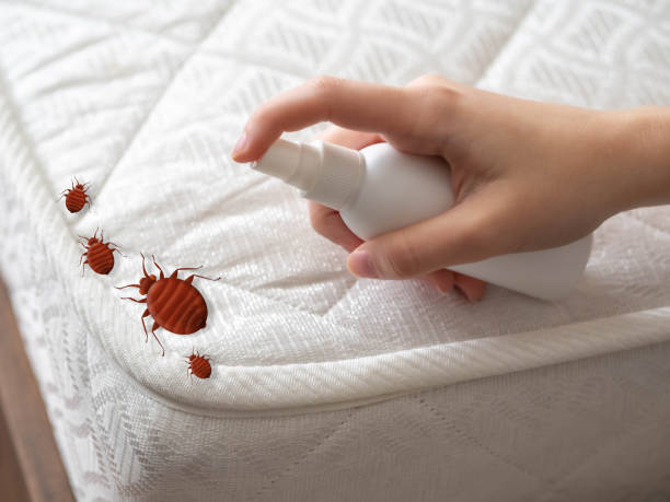 Best Flea Control Services  in Elmwood, LA