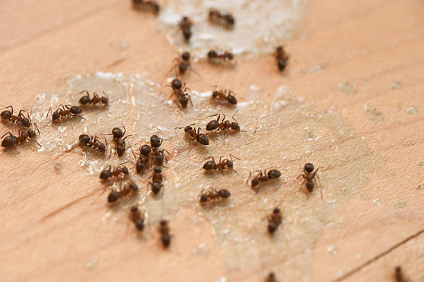 Best Exterminator Services  in Elmwood, LA