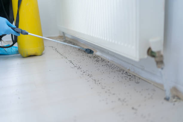 Best Pest Prevention Services  in Elmwood, LA